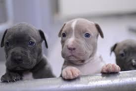 Healthy Pitbull Puppies for sale whatsapp by text or call +33745567830