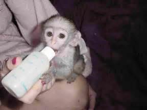 Charming babies Capuchin monkey available for new home for sale whatsapp by text or call +3374556783
