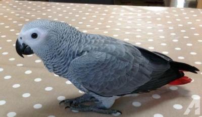 African Grey parrots - Dublin Birds