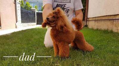 Red POODLES premium  - Vienna Dogs, Puppies