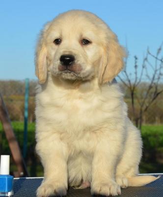 Golden retriever puppies - Vienna Dogs, Puppies