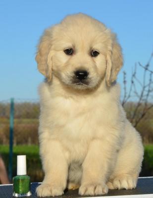 Golden retriever puppies - Vienna Dogs, Puppies