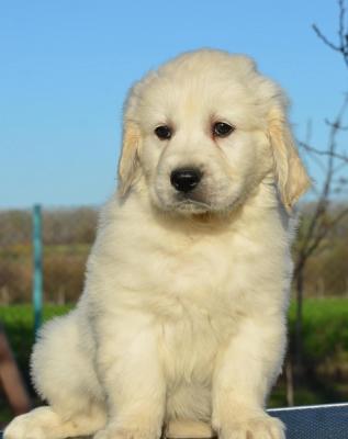 Golden retriever puppies - Vienna Dogs, Puppies