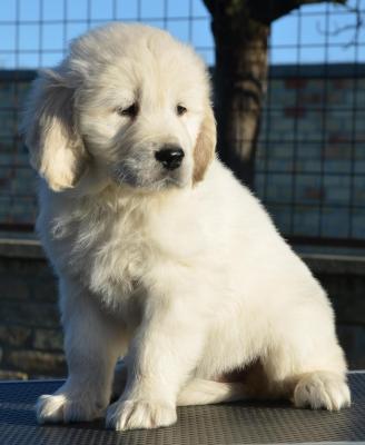 Golden retriever puppies - Vienna Dogs, Puppies