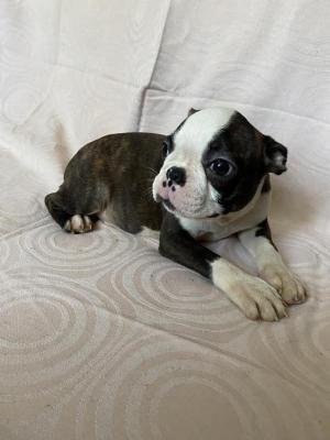 Boston Terrier, premium puppies - Vienna Dogs, Puppies