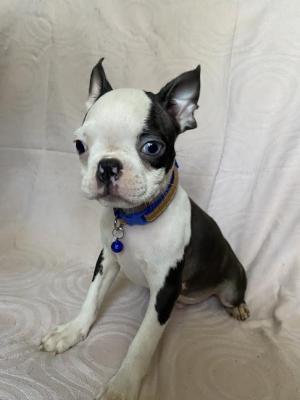 Boston Terrier, premium puppies - Vienna Dogs, Puppies