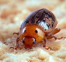 The Stealthy Intruders: Carpet Beetles