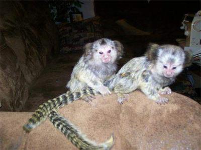 Pygmy marmoset monkeys available for sale whatsapp by text or call +33745567830