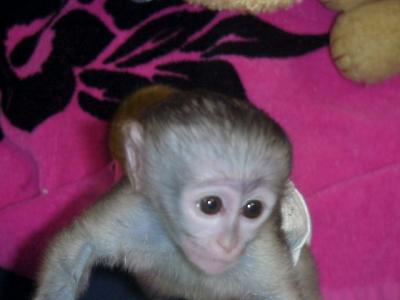 We have gorgeous male and female baby Capuchin monkeys for Sale whatsapp by text or call +3374556783