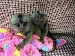 Cute babies pygmy Marmoset Monkeys For SALE whatsapp by text or call +33745567830