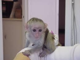 Adorable Capuchin Monkeys for sale whatsapp by text or call +33745567830