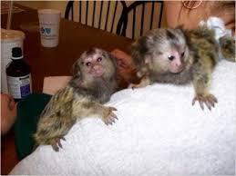 Well Trained Marmoset Monkeys for sale whatsapp by text or call +33745567830