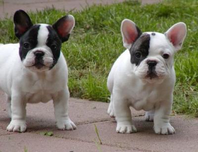 French Bulldog Puppies - Kaiserslautern Dogs, Puppies