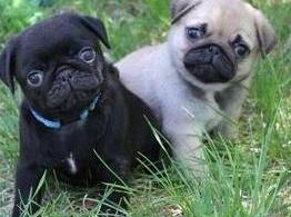 pug pupies - Kaiserslautern Dogs, Puppies