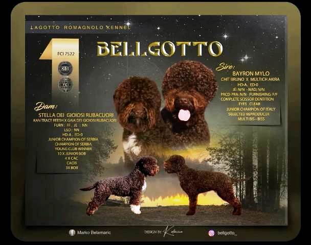 Lagotto Romagnolo, Reservierungswelpen - Vienna Dogs, Puppies