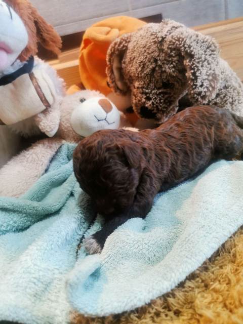 Lagotto Romagnolo, Reservierungswelpen - Vienna Dogs, Puppies