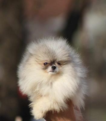 Beautiful pomeranian puppies Boo - Vienna Dogs, Puppies