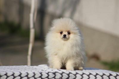 Beautiful pomeranian puppies Boo - Vienna Dogs, Puppies