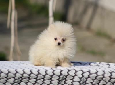 Beautiful pomeranian puppies Boo - Vienna Dogs, Puppies