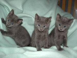 Russian Blue kittens - Brussels Cats, Kittens