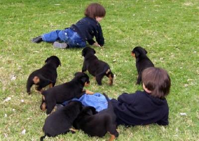 Reinrassige Rottweiler-Welpen zu verkaufen - Kempten Dogs, Puppies