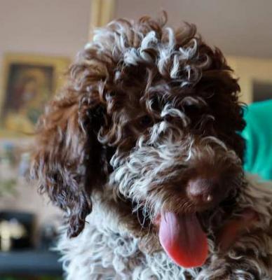 Lagotto Romagnolo Welpen - Vienna Dogs, Puppies