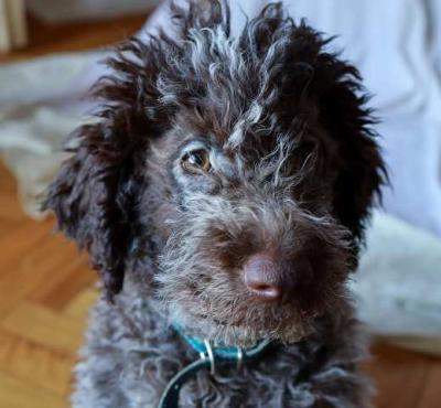 Lagotto Romagnolo Welpen - Vienna Dogs, Puppies