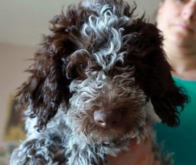 Lagotto Romagnolo Welpen - Vienna Dogs, Puppies