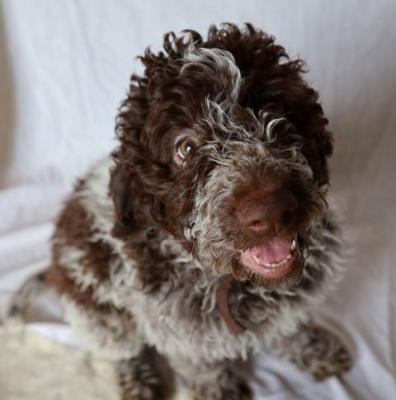 Lagotto Romagnolo Welpen - Vienna Dogs, Puppies