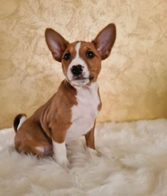 Basenji TOP Welpen - Vienna Dogs, Puppies