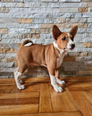 Basenji TOP Welpen - Vienna Dogs, Puppies