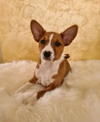 Basenji TOP Welpen - Vienna Dogs, Puppies