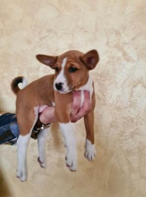 Basenji TOP Welpen - Vienna Dogs, Puppies