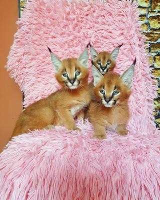 caracal kittens - Brussels Cats, Kittens