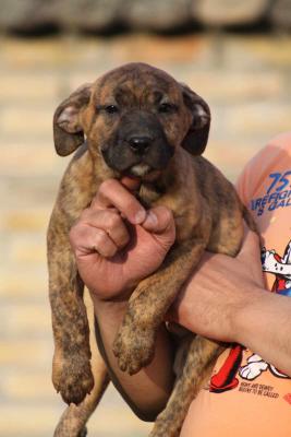 Presa Canario puppies - Vienna Dogs, Puppies