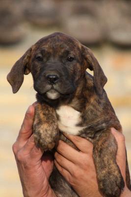 Presa Canario puppies - Vienna Dogs, Puppies