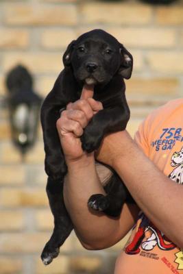 Presa Canario puppies - Vienna Dogs, Puppies