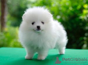 Pomeranian puppies - Paris Dogs, Puppies