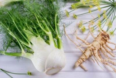 Vente de “Fenouil commun (Fennel bitter)” en vrac du fabricant au meilleur prix. - St Gallen Other