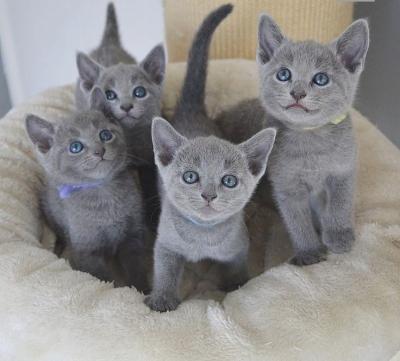 Russian Blue kittens - Paris Cats, Kittens