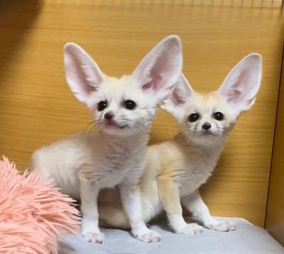 Fennec foxes - Paris Animal, Pet Services