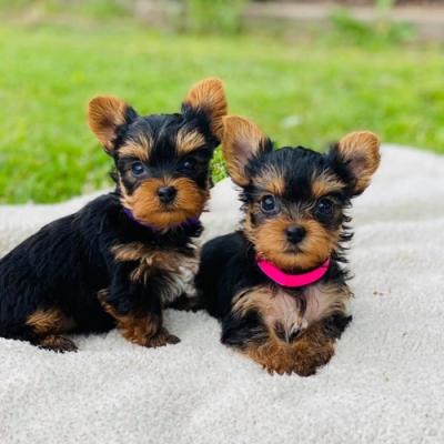 Yorkie puppies - Bern Dogs, Puppies