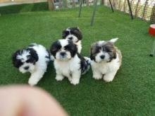 Shih Tzu Puppies - Bern Dogs, Puppies