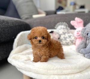 Toy Poodle Puppies - Bern Dogs, Puppies