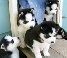 Siberian Husky puppies - Zurich Dogs, Puppies