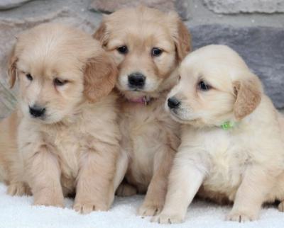 Golden Retriever Puppies - Zurich Dogs, Puppies