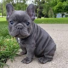 Frenchie puppies for rehoming - Dubai Dogs, Puppies