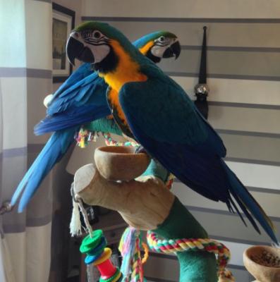 Verius species of parrot and fertilize eggs - Dubai Birds