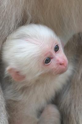 Gorgeous Capuchin Monkeys Now Available - Belfast Other