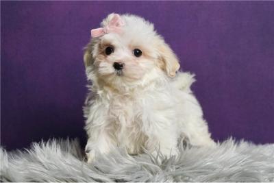 Awesome Teacup Maltese Puppies for Sale.eq. - Adelaide Dogs, Puppies